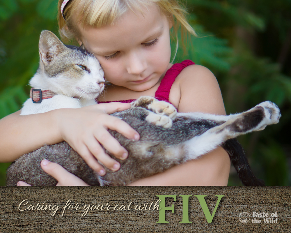 FIVPositive Cats Can Live Long, Content Lives Taste of the Wild