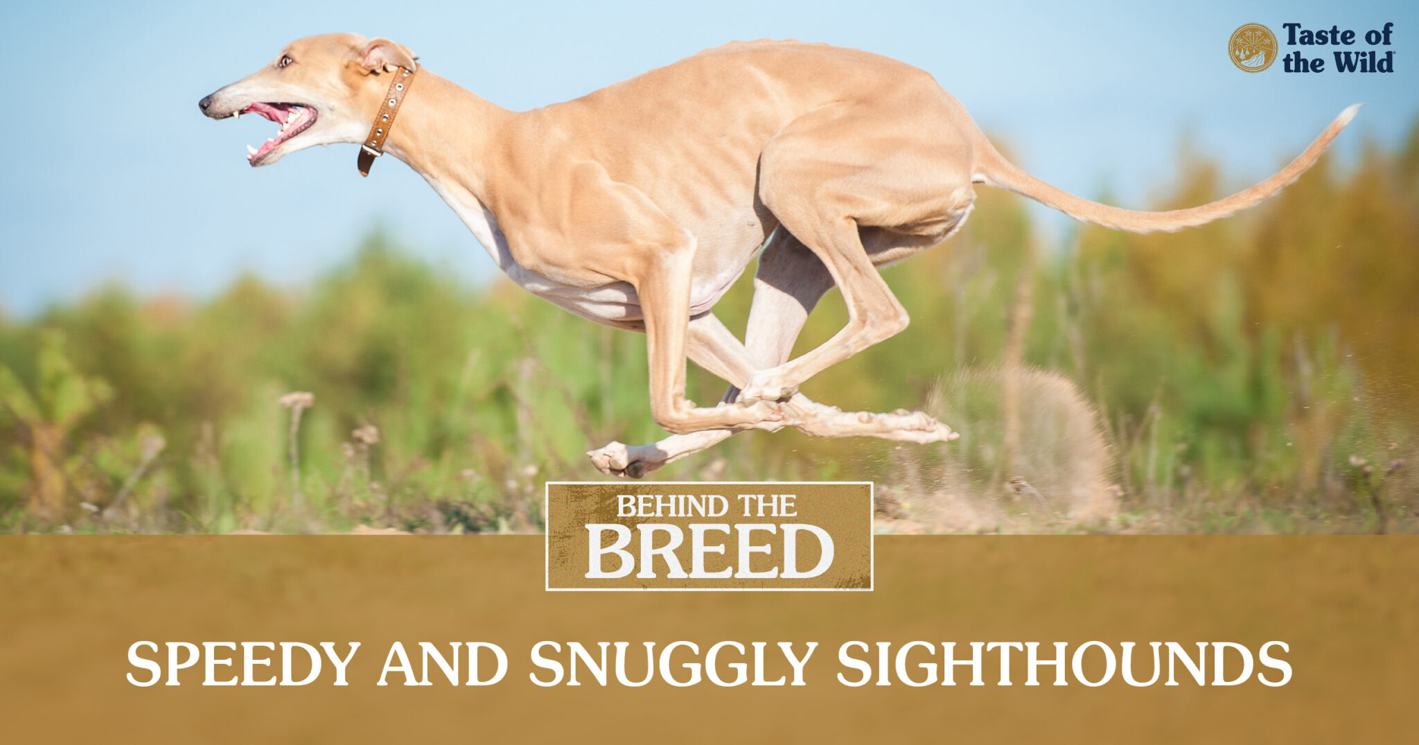 Behind The Breed Greyhounds